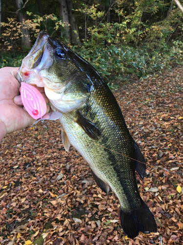 ラージマウスバスの釣果