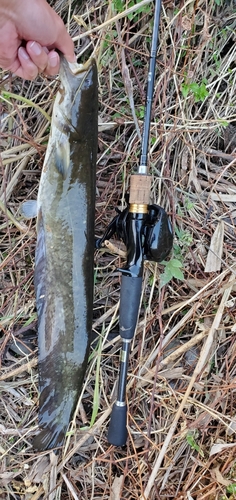 アメリカナマズの釣果