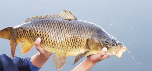 コイの釣果