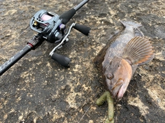 アイナメの釣果