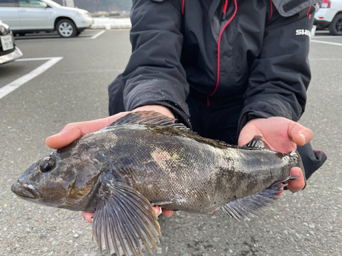 アイナメの釣果