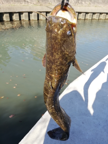 マナマズの釣果