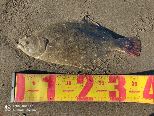 ソゲの釣果