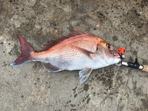 マダイの釣果