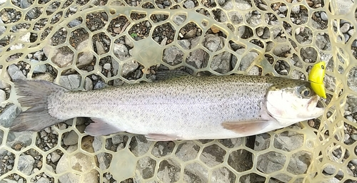 ニジマスの釣果