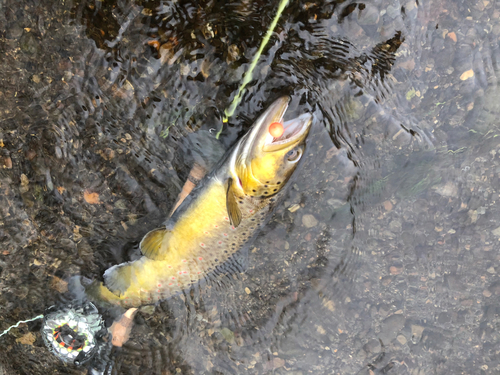 ブラウントラウトの釣果