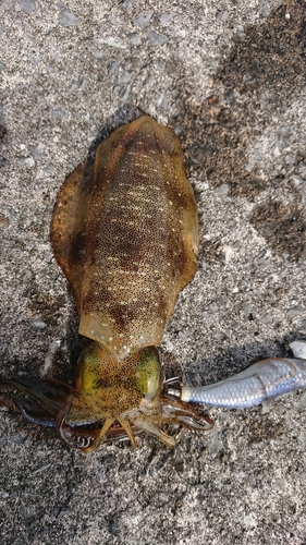 アオリイカの釣果