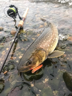 アメマスの釣果