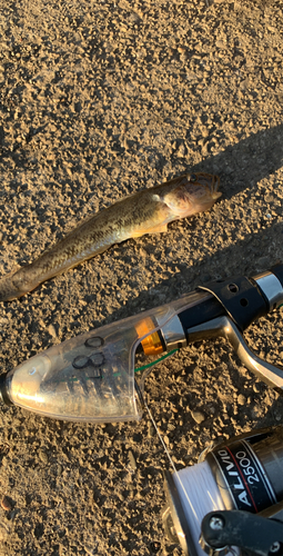 マハゼの釣果