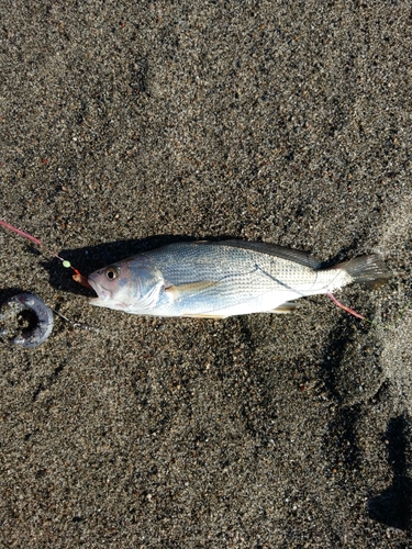 ニベの釣果