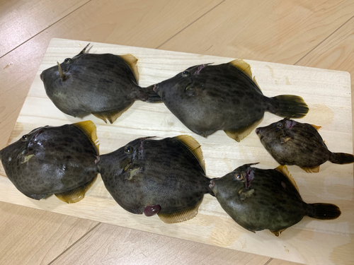 カワハギの釣果