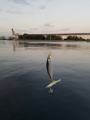 釣果