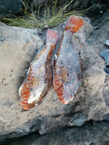 ブダイの釣果