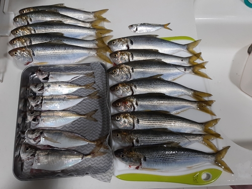 アジの釣果