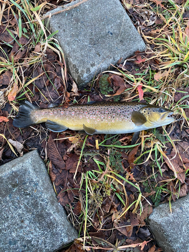 ブラウントラウトの釣果