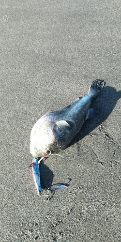 クサフグの釣果