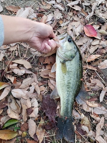 ラージマウスバスの釣果