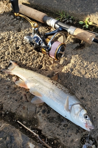 ウグイの釣果