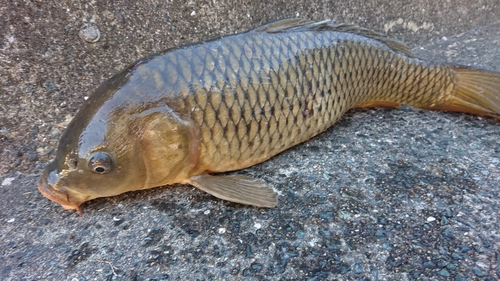 コイの釣果