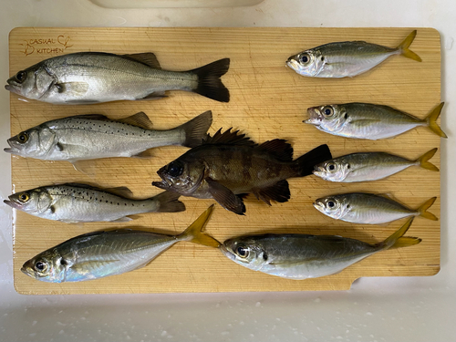 アジの釣果