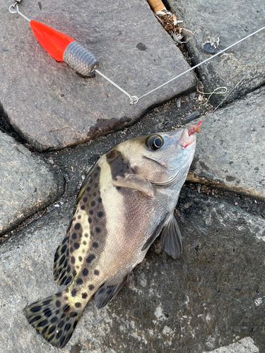 コショウダイの釣果