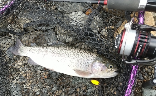 ニジマスの釣果