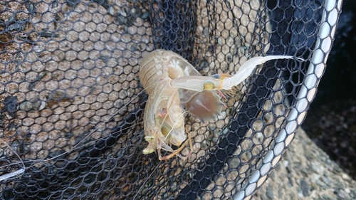 シャコの釣果