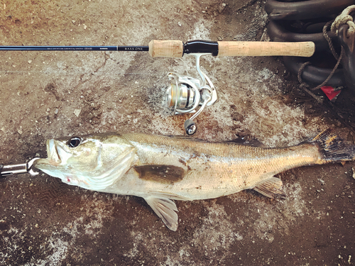 シーバスの釣果