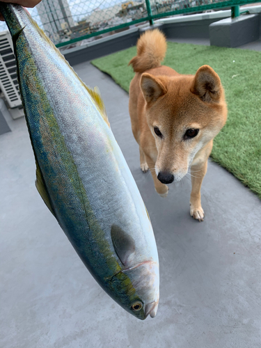 ハマチの釣果