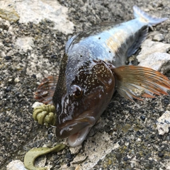 アイナメの釣果