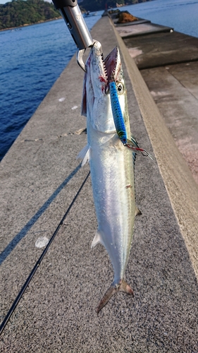 サゴシの釣果