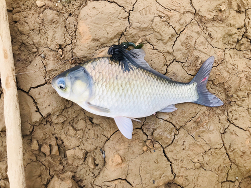 ヘラブナの釣果