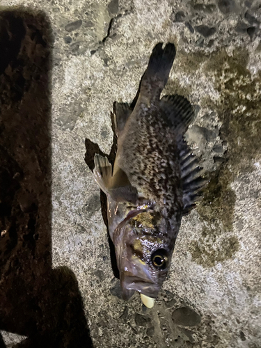 クロソイの釣果