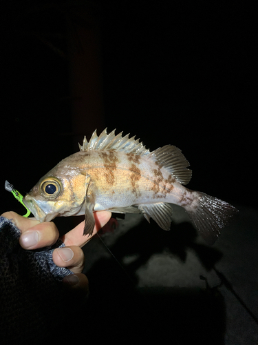 メバルの釣果