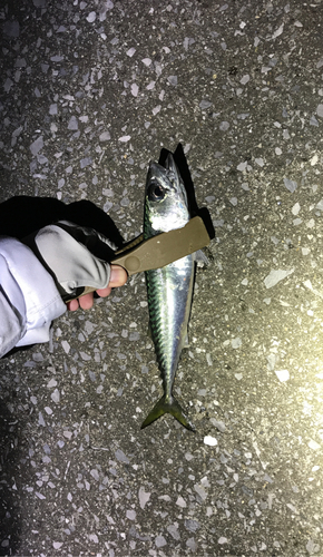 サバの釣果