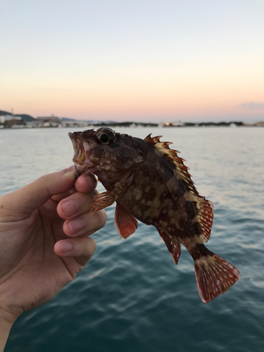 カサゴの釣果