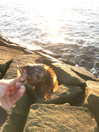 ムラソイの釣果