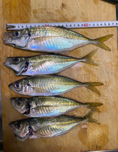 アジの釣果