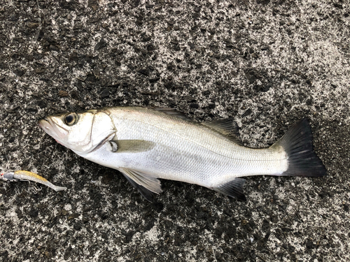 ヒラスズキの釣果