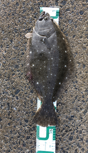 ヒラメの釣果