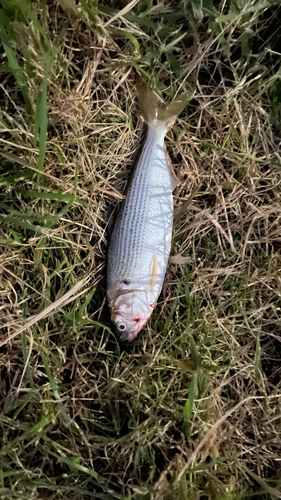 コノシロの釣果