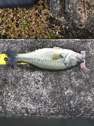 ブラックバスの釣果