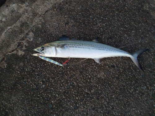 サゴシの釣果