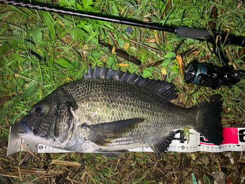 チヌの釣果