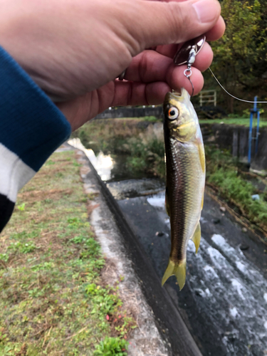 カワムツの釣果