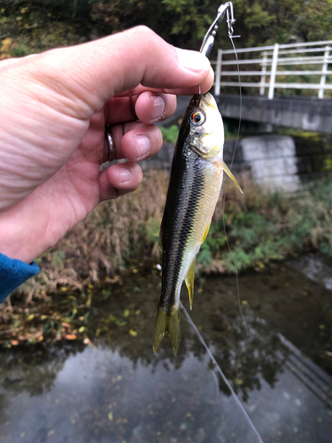 カワムツの釣果