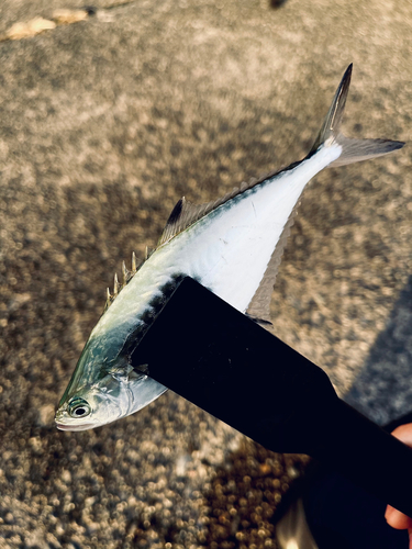 釣果