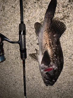 クロソイの釣果