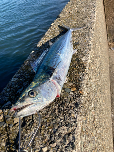 サゴシの釣果