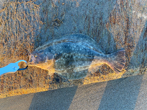 ヒラメの釣果